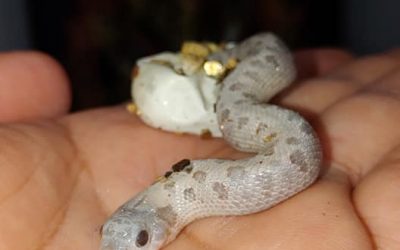 I think this is the most rare HOGNOSE so far…. I think not more than 5 out the…