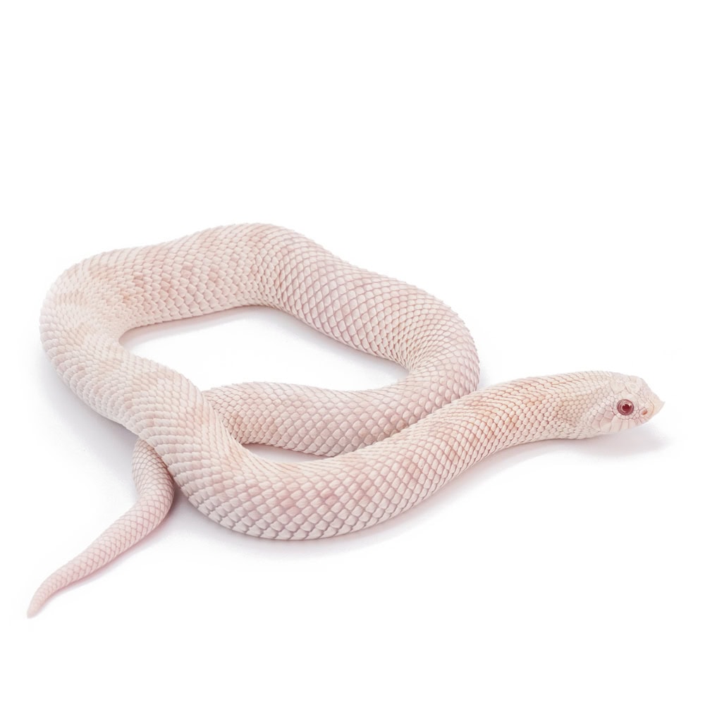 hognose snake for sale colorado